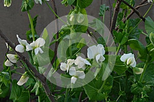 Broad bean flowers in bloom
