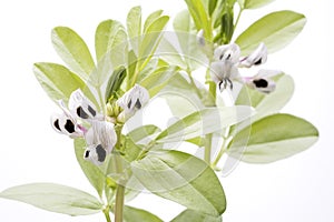 Broad bean flowers