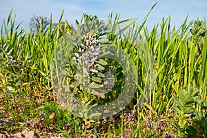 Broad bean plant in bloom stands at the edge of a field
