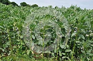 Broad bean plantin field