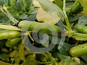 Broad bean plants in flower, variety Witkiem Manita, Vicia Faba also known as field bean, fava, bell, horse, windsor, pigeon and