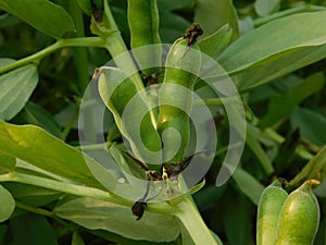 Broad bean plants in flower, variety Witkiem Manita, Vicia Faba also known as field bean, fava, bell, horse, windsor, pigeon and