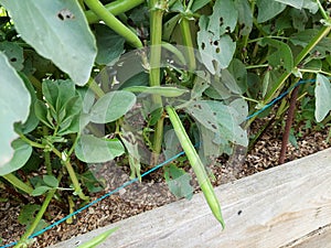 broad bean pod fruits on young plants. broad bean cultivation on raised wooden bed