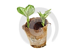 Broad bean seedlings