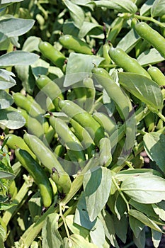 Broad bean in the vegetable garden