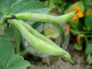 Broad bean - Vicia faba photo