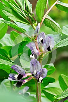 Broad Bean (Vicia faba) in bloom