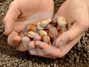 Broad beans photo