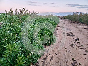 Broad beans with black white flowers