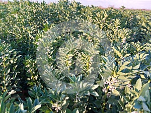 Broad beans with black white flowers closeup