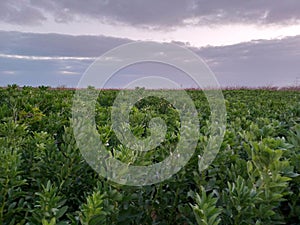 Broad beans with black white flowers with clouds background