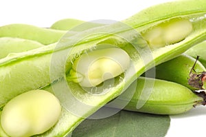 Broad Beans Closeup