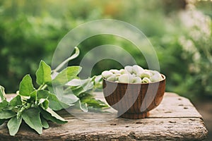 Broad beans or fava beans in a bowl in the garden.