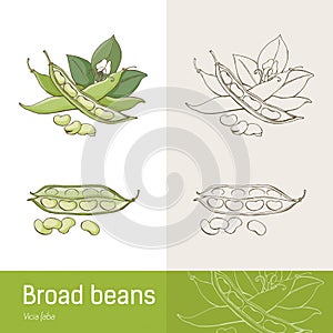 Broad beans