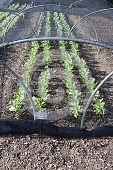 Broad beans growing in the soil in the grounds of Le Manoir aux Quat Saisons in Oxfordshire in the UK