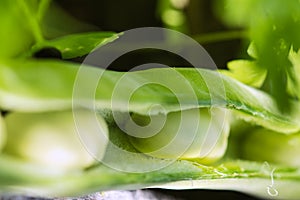 Broad beans macro, green, raw and fresh fava beans in open seed pod