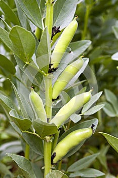 Broad Beans on Plant photo