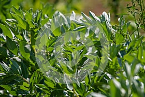 Broad beans plant as background.