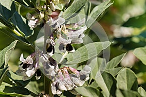Broad beans plant in bloom