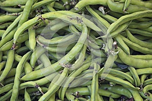 Broad beans Vicia faba var. major in pods