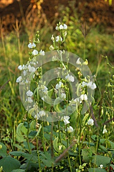 Broad beans vines, Vicia faba plant, vegetable and  flower