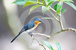 Broad-billed Flycatcher Myiagra ruficollis, Northern Territory Australia.