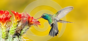 Ancho cargado colibrí 
