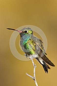 Broad Billed Hummingbird