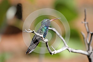 Broad-billed Hummingbird