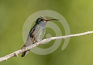 Broad-billed Hummingbird