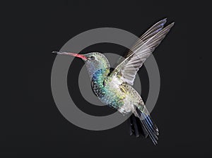 Broad billed Hummingbird against a black background