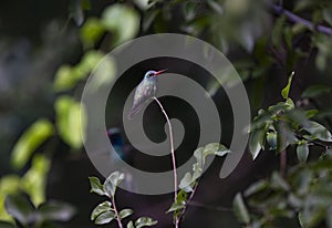 Broad billed hummingbird against dark bokeh background