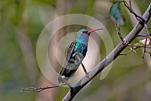 Broad-billed hummingbird in Arizona