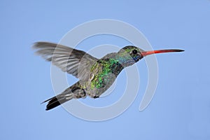 Broad-billed Hummingbird (Cynanthus latirostris) photo