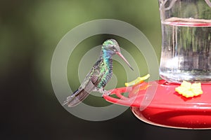 Broad-billed Hummingbird Cynanthus latirostris 11