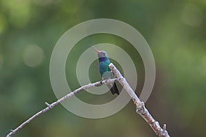 Broad-billed Hummingbird Cynanthus latirostris 14