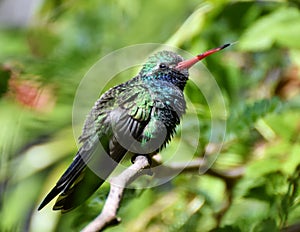 Broad-billed Hummingbird Cynanthus latirostris