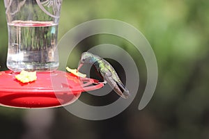 Broad-billed Hummingbird Cynanthus latirostris 3