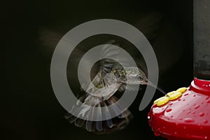 Broad-billed Hummingbird (Cynanthus latirostris)