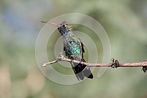 Broad-billed Hummingbird (Cynanthus latirostris)