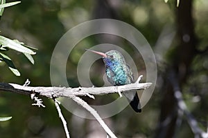 Broad-billed hummingbird, Cynanthus latirostris photo