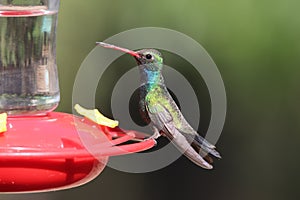 Broad-billed Hummingbird Cynanthus latirostris 4