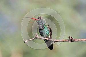 Broad-billed Hummingbird (Cynanthus latirostris)