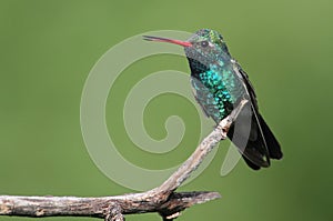 Broad-billed Hummingbird (Cynanthus latirostris)