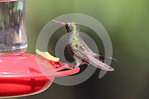 Broad-billed Hummingbird Cynanthus latirostris 5