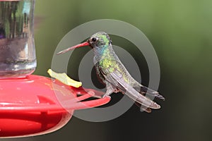 Broad-billed Hummingbird Cynanthus latirostris 6