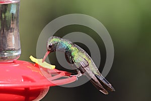 Broad-billed Hummingbird Cynanthus latirostris 7