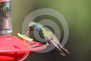 Broad-billed Hummingbird Cynanthus latirostris 8