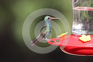 Broad-billed Hummingbird Cynanthus latirostris 9