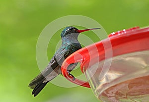 Broad-billed hummingbird Cynanthus latirostris male.